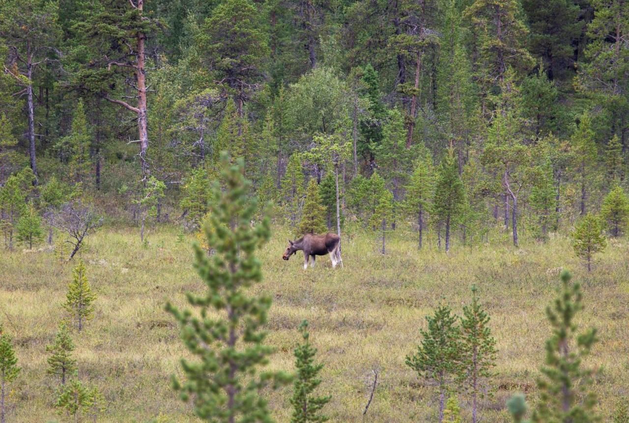 Дома для отпуска SUMMER - The White Blue Wilderness Lodge Инари-47